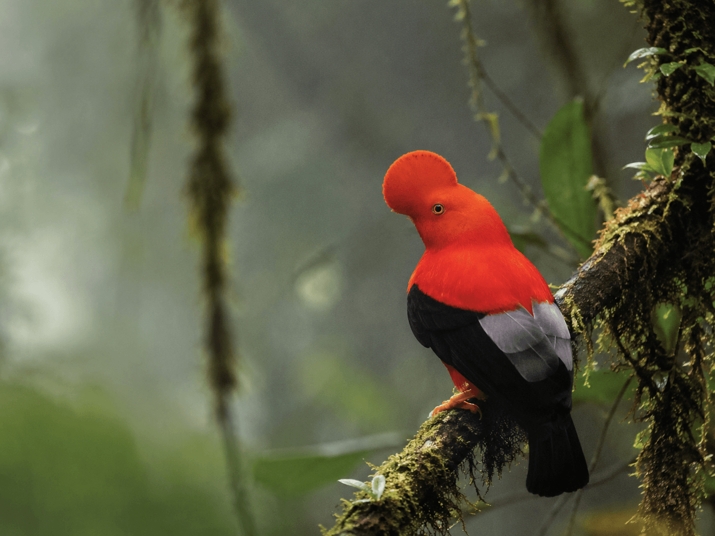 Gallito de roca andino — ave emblemática colombiana